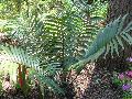 Bamboo Cycad, Mexican Horncone / Ceratozamia mexicana var. latifolia 